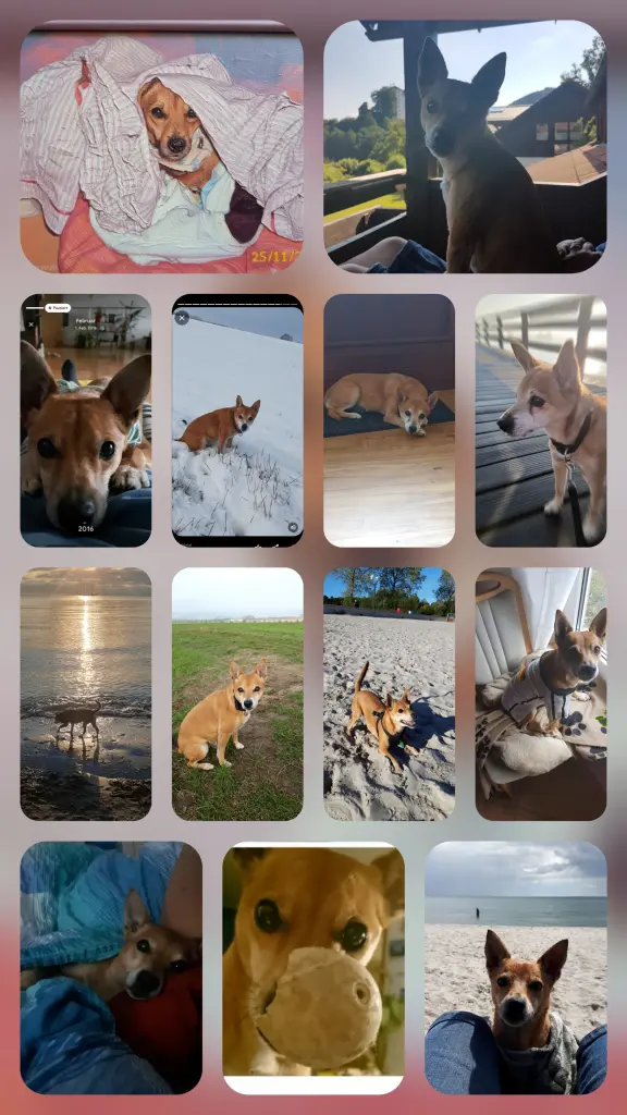 Bild von Romeo