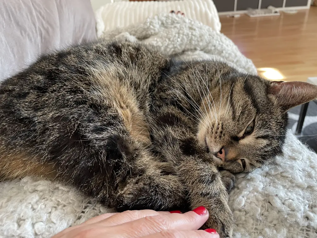 Bild von Frieda