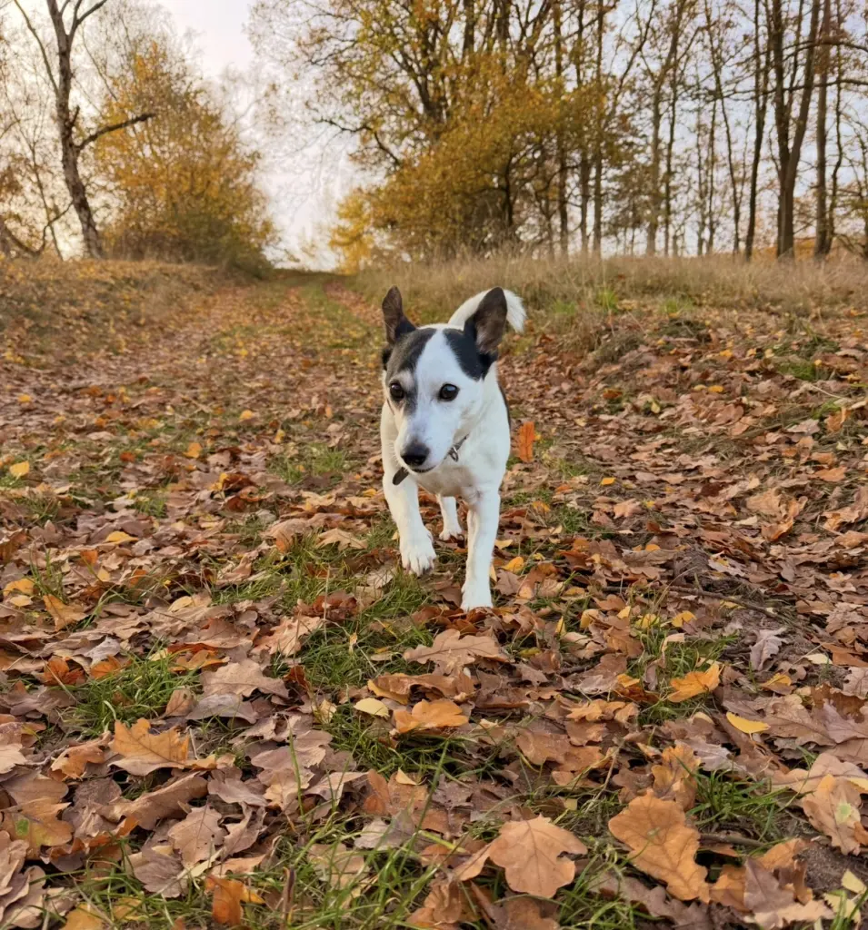 Bild von Meiki