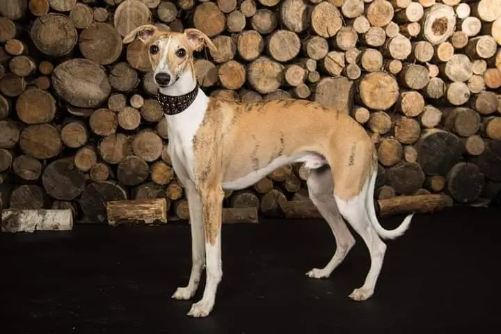 Bild von Monty