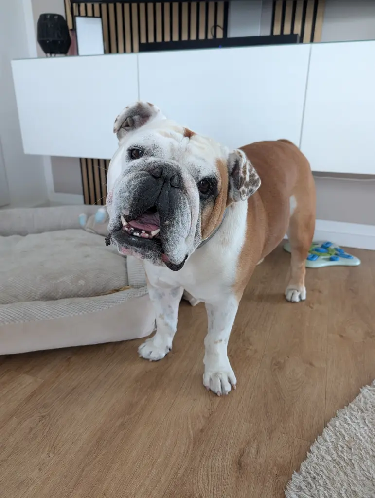 Bild von Bruno