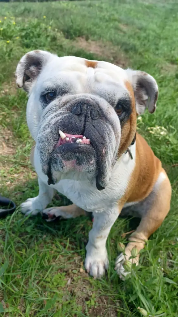 Bild von Bruno