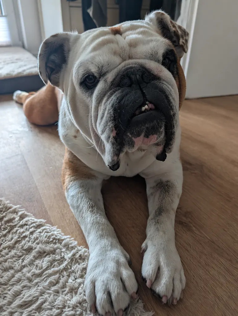 Bild von Bruno