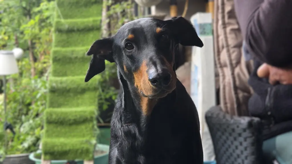 Bild von Dobby