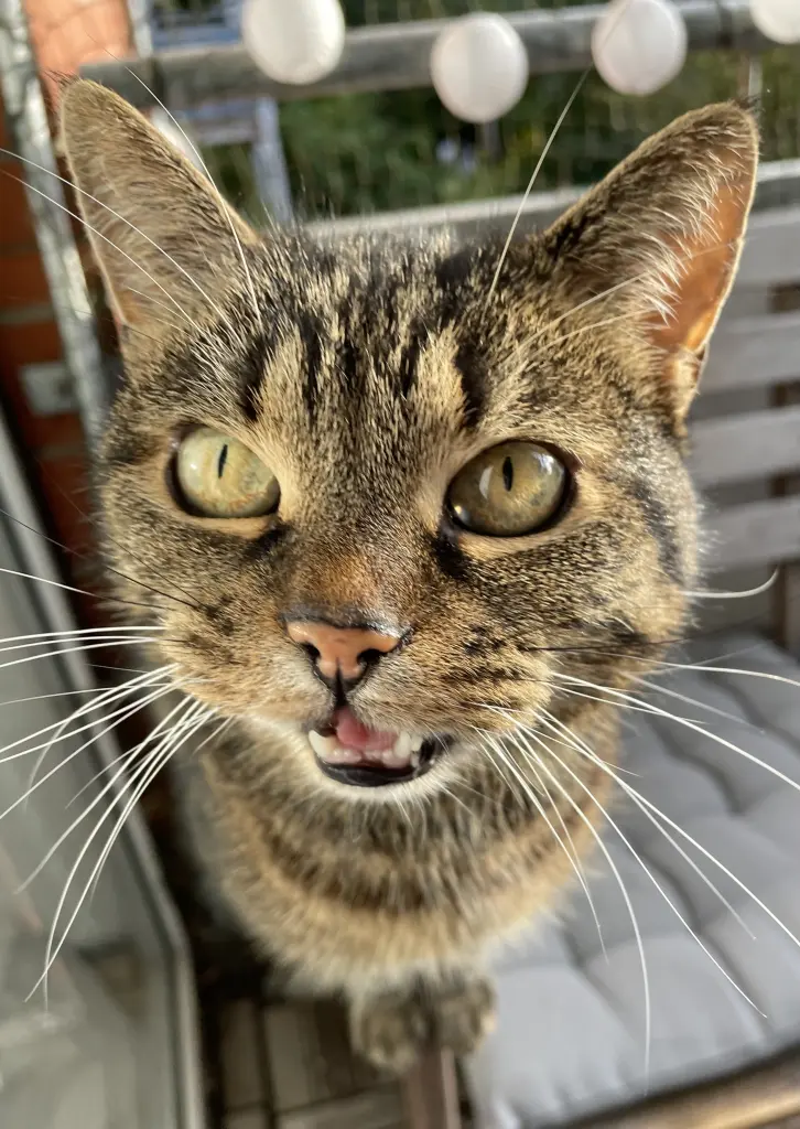 Bild von Frieda