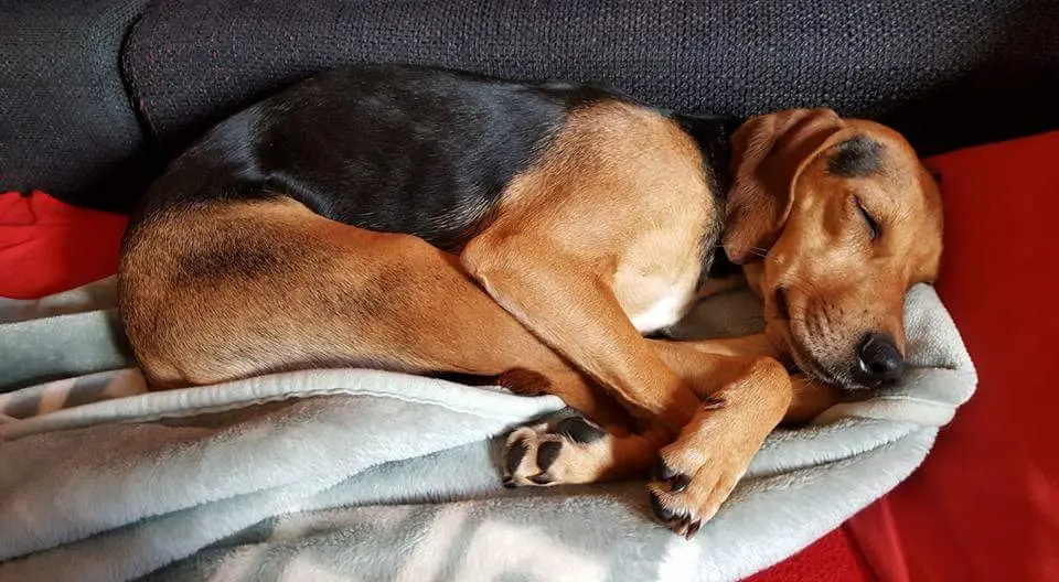 Bella