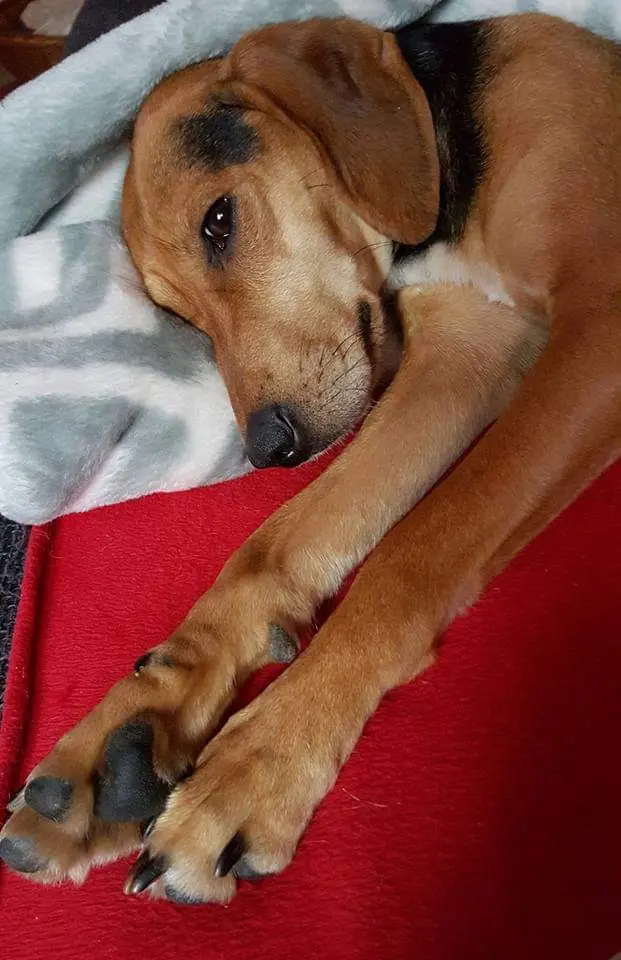 Bella