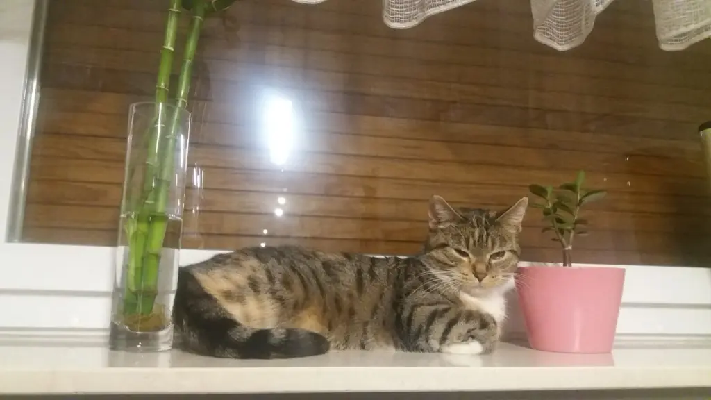 Condolence image of Lili