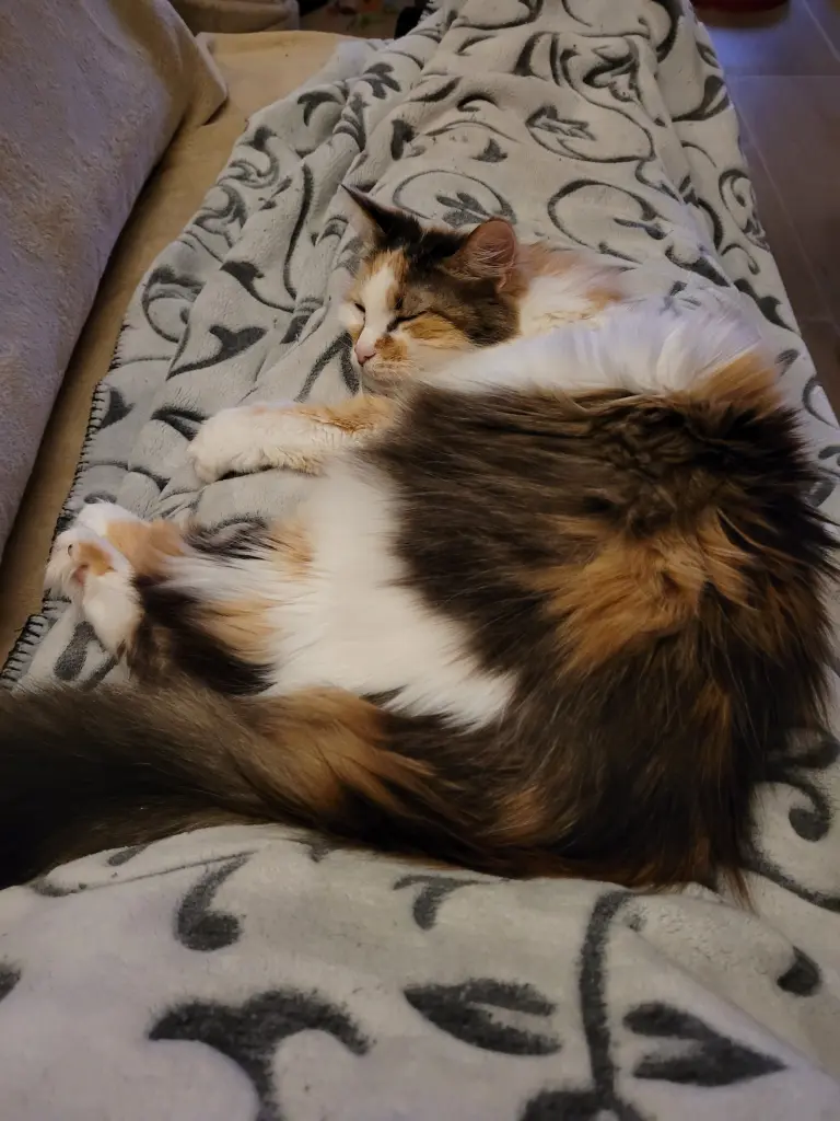 Bild von Melody