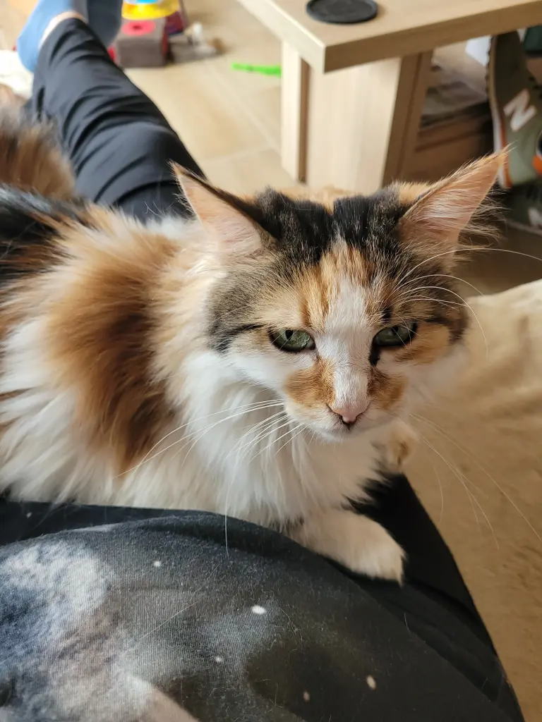 Bild von Melody