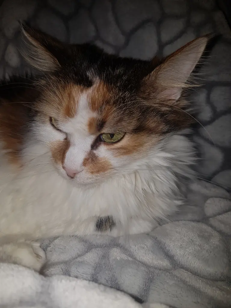 Bild von Melody
