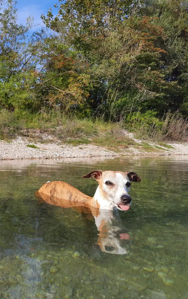 Trotz wasserscheu: mit mir durch dünn und dick!