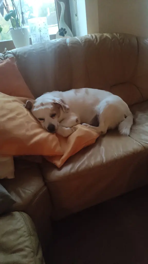 Bild von Sammy