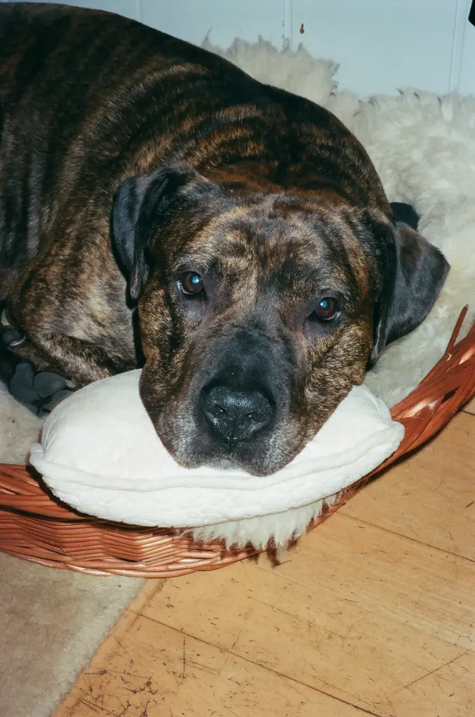 Andachtsbild von Hannelore