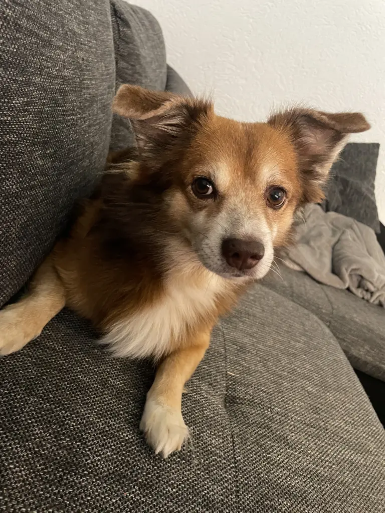 Bild von Chico