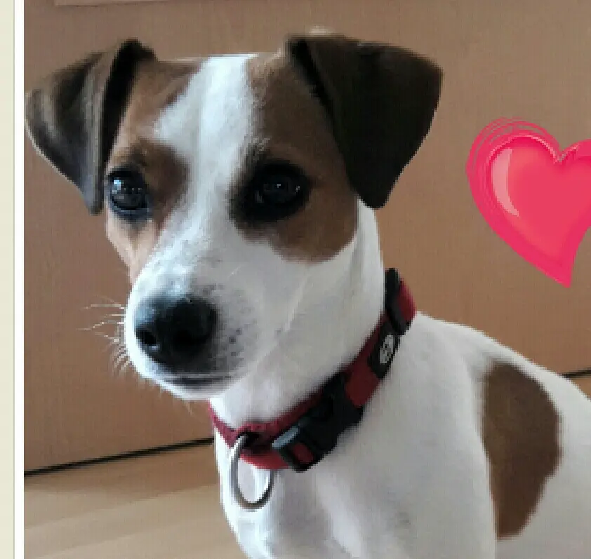 Bild von Molly