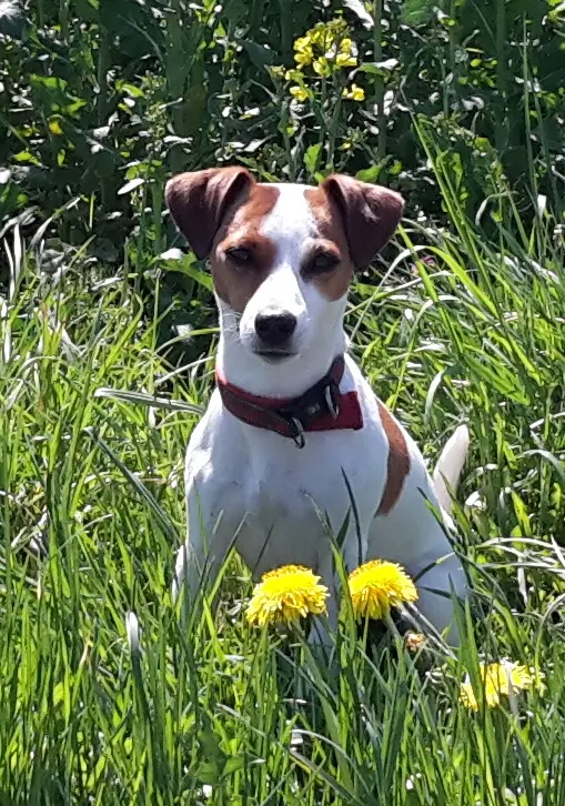 Bild von Molly