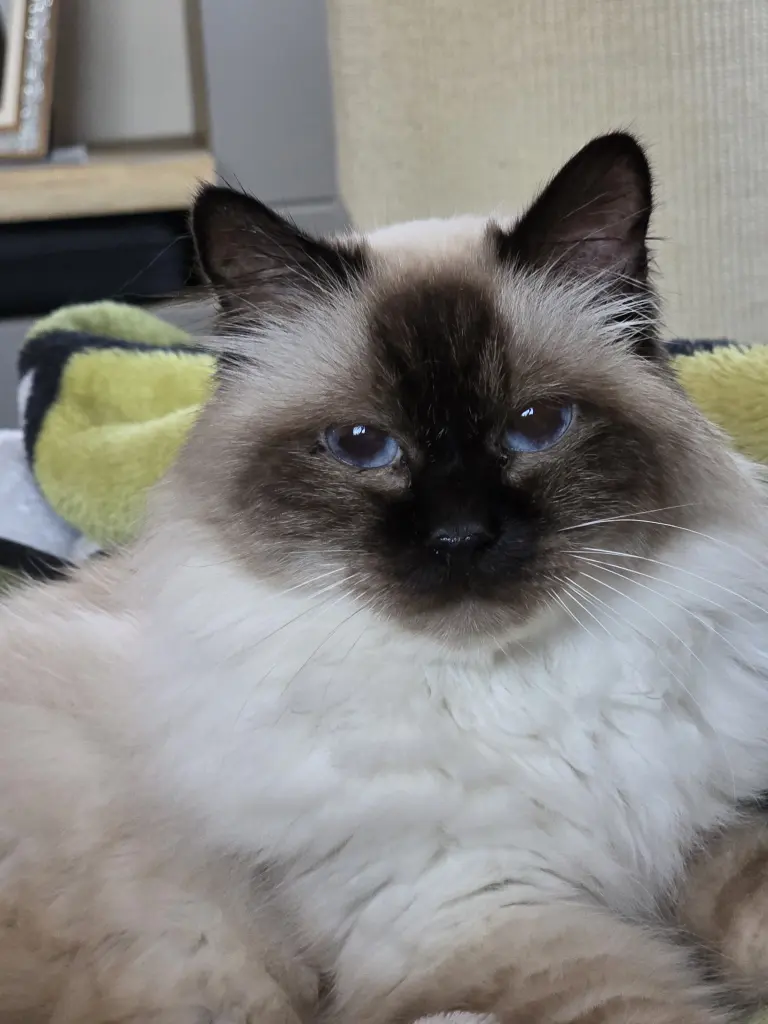 Bild von Balu