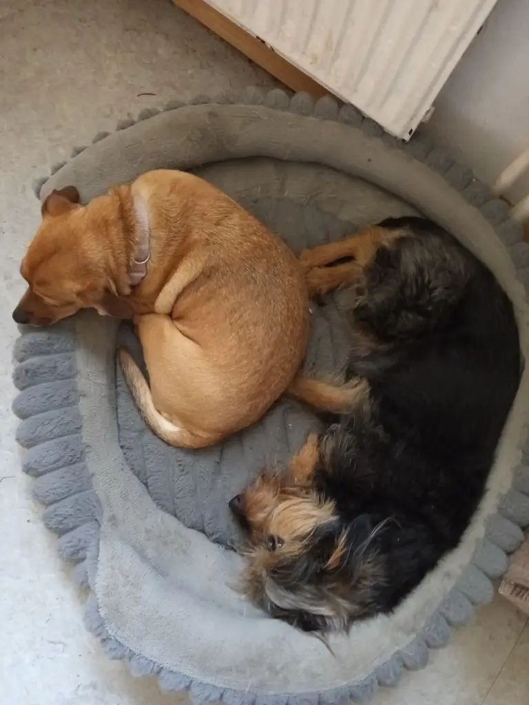Bella und Hummel