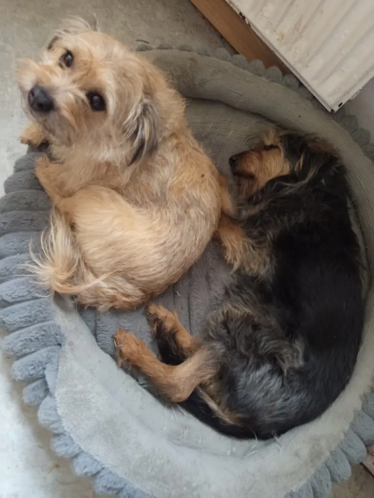 Bella und Georgie