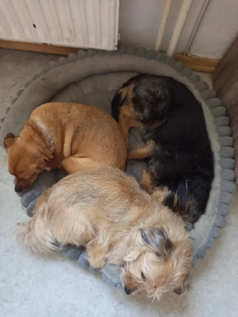 Das Trio
