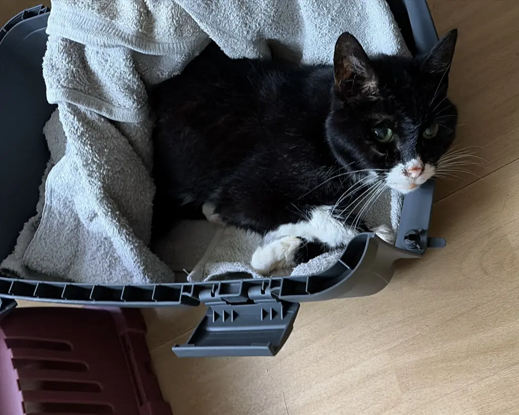 Bild von Maya