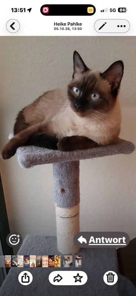 Bild von Nala