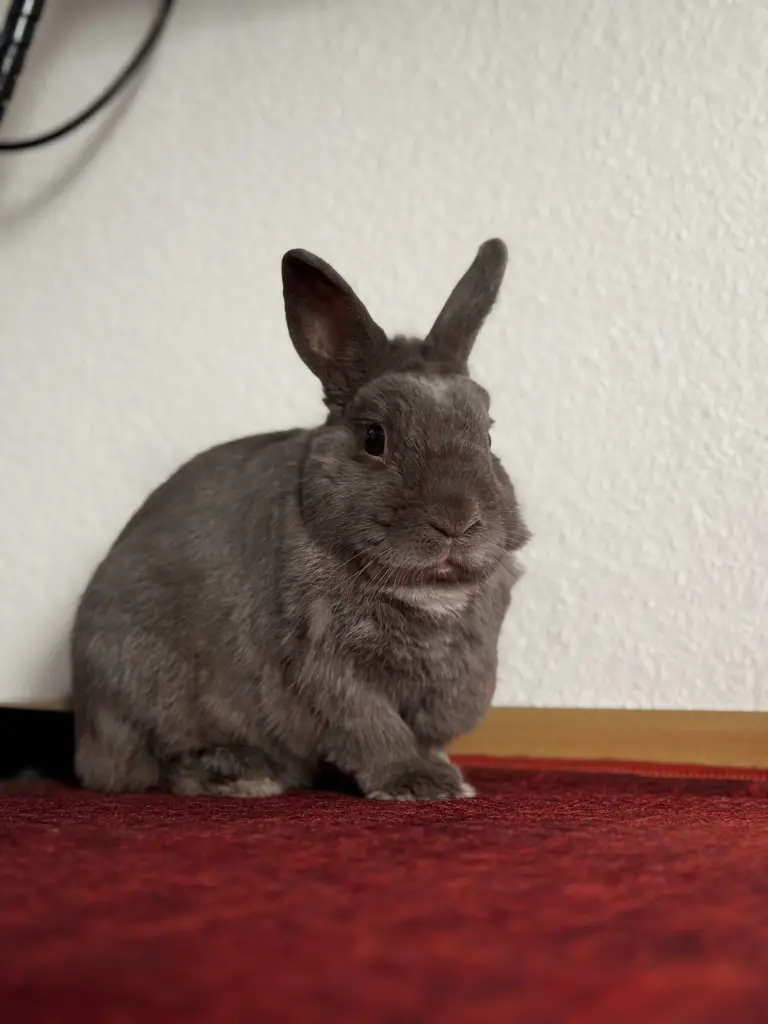 Bild von Noctis