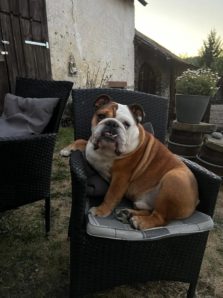 Bild von Buddy