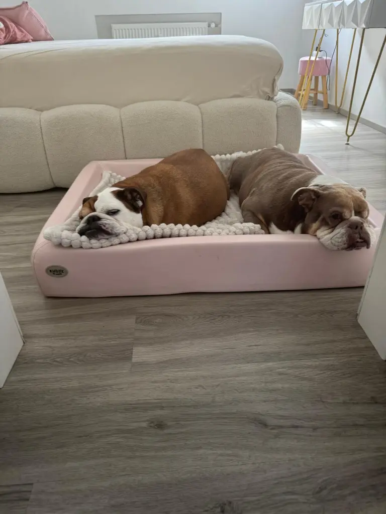 Bild von Buddy