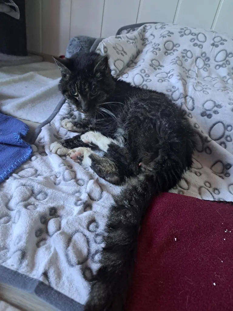Bild von Enzo