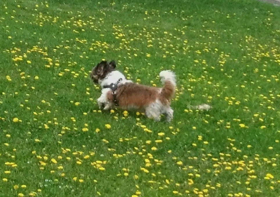 Bild von Mali