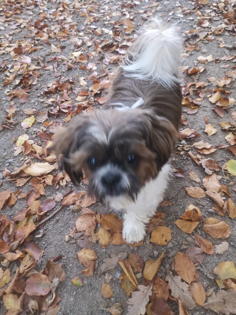 Bild von Mali
