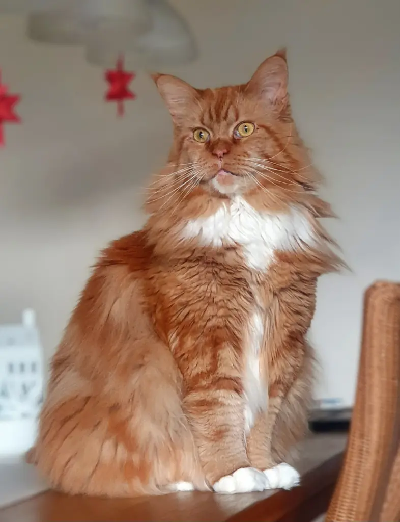 Bild von Püppy