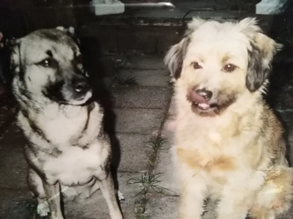 Condolence image of Sina & Kimba im Herzen♥️