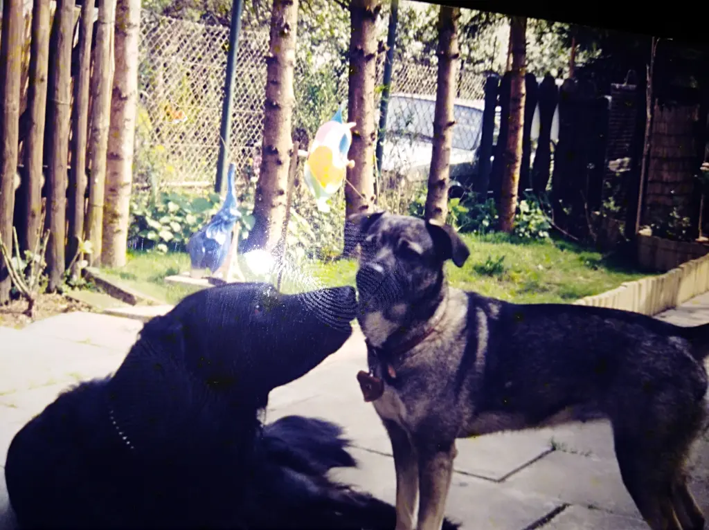 Condolence image of Benji & Sina im ♥️