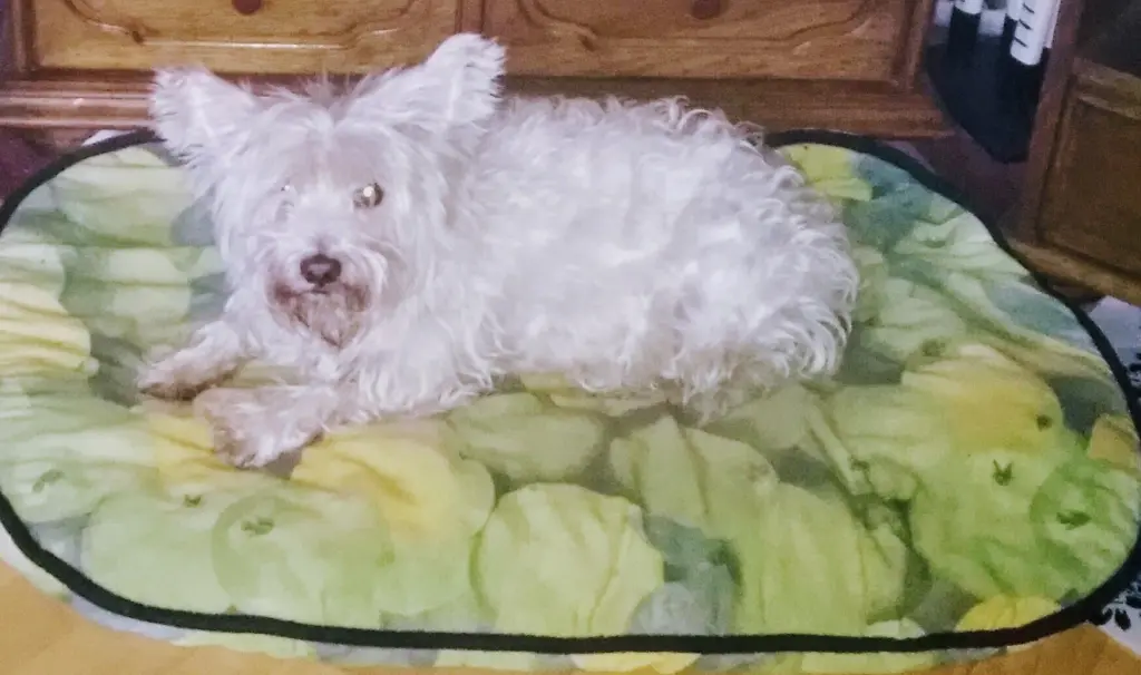Condolence image of Für 7 Seelenhunde ♥️