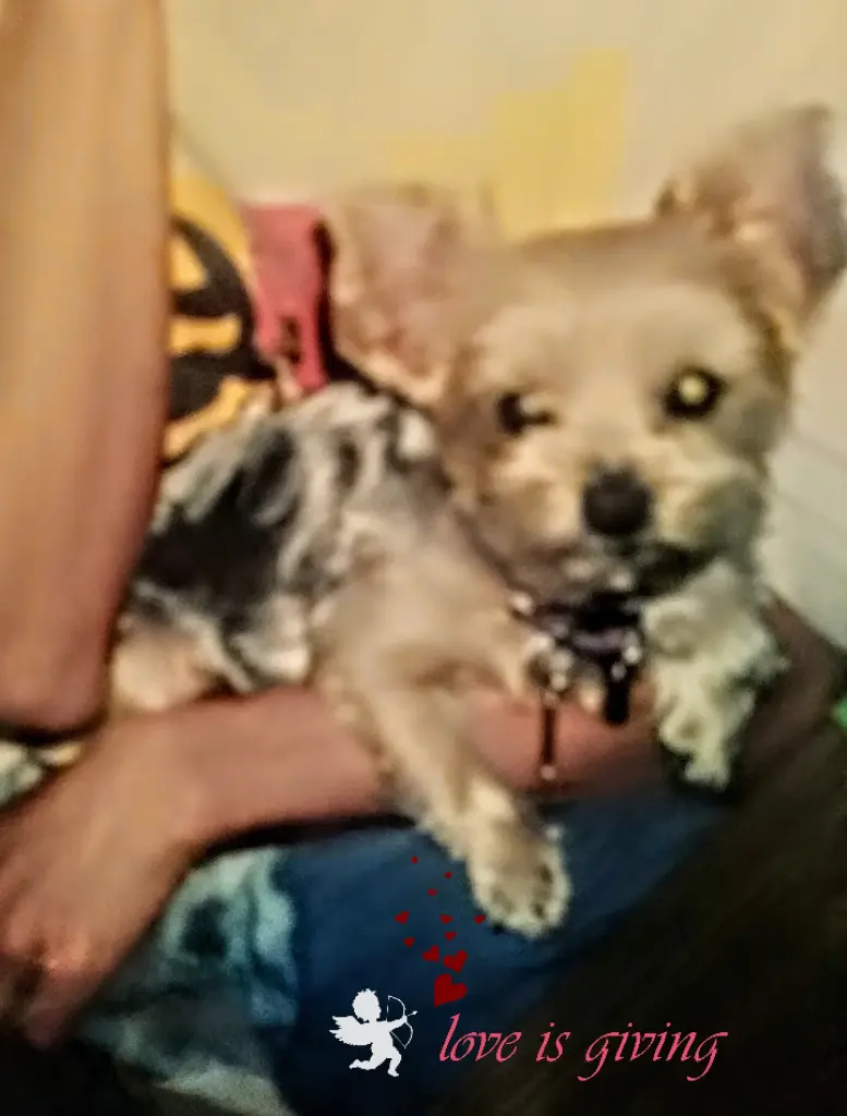 Condolence image of Süßes Flöckchen ♥️