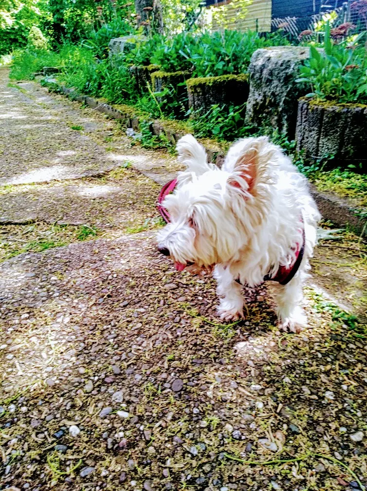 Condolence image of Für Flöckchen ♥️