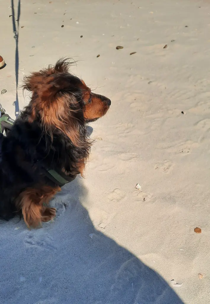 Bild von Lenny