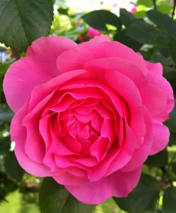 Condolence image of Herz- Bube