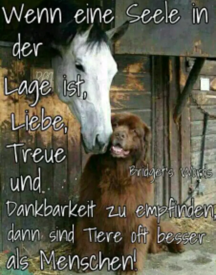 Condolence image of Iris mit Tayler im Herzen 