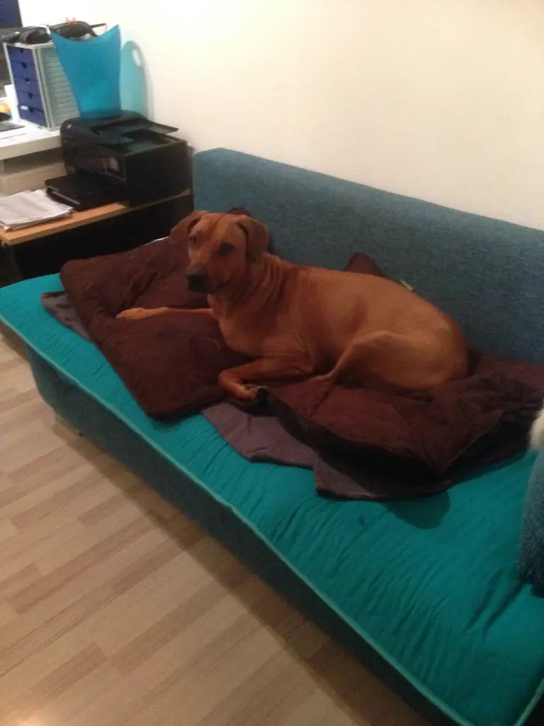Image from Shani