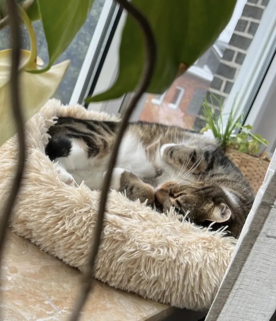 Andachtsbild von Denise