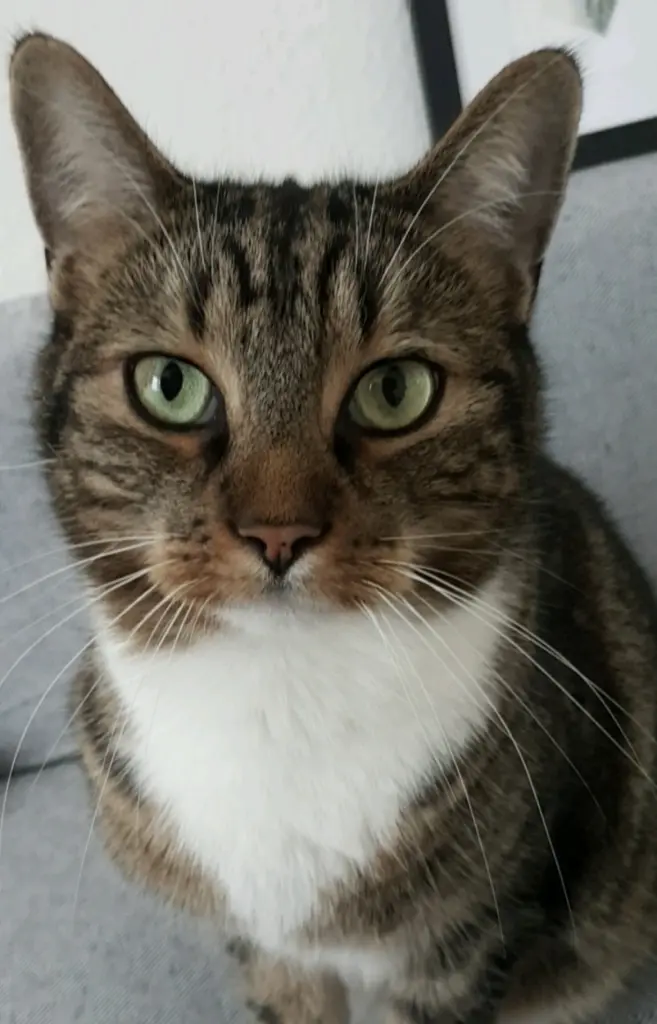 Bild von Louie