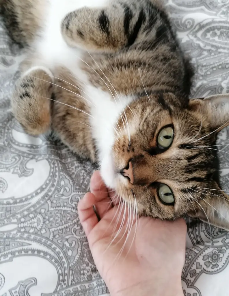 Du hast es geliebt gekuschelt zu werden 🥹❤️