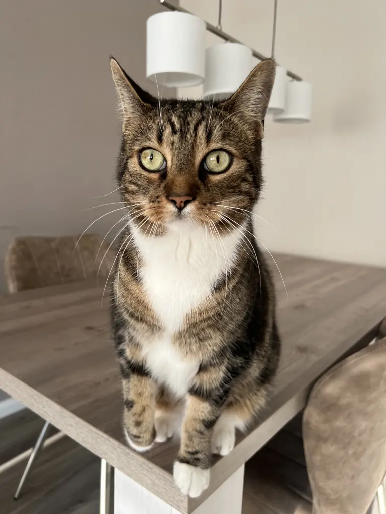 Für immer meine Baby Katze 😭 ich liebe dich so sehr!❤️