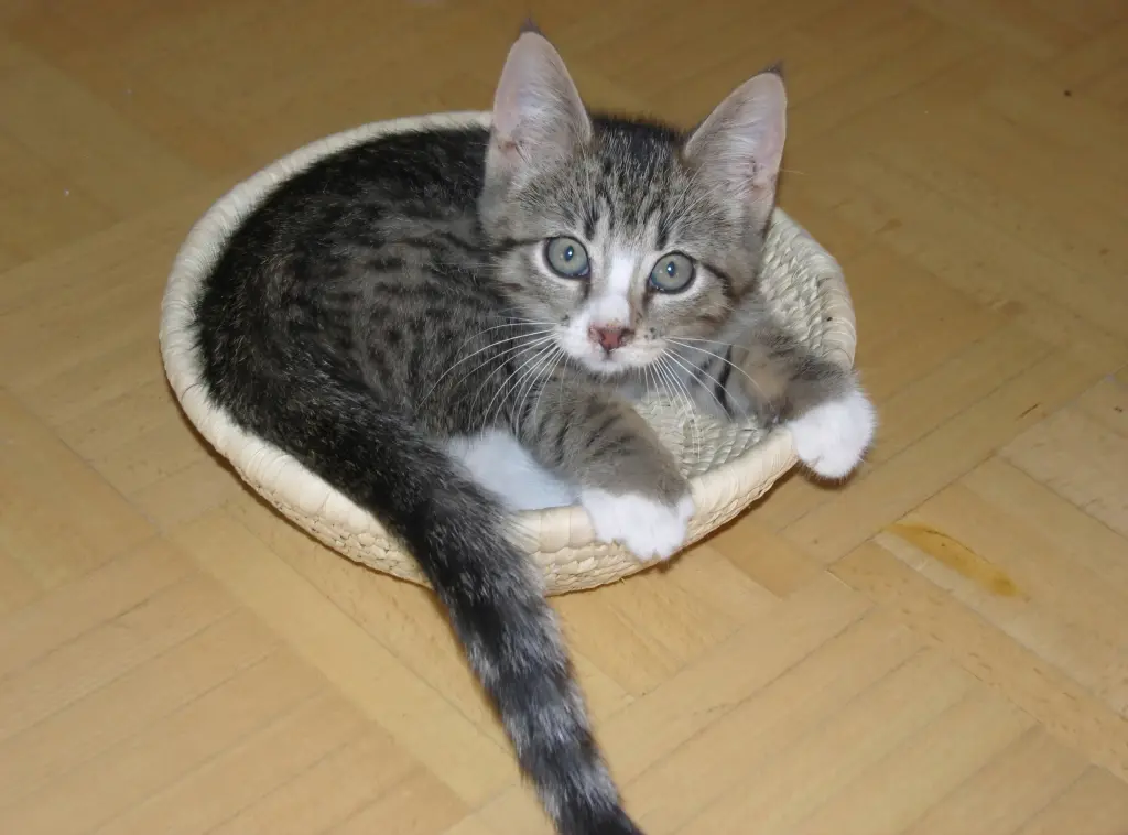 Bild von Lilly