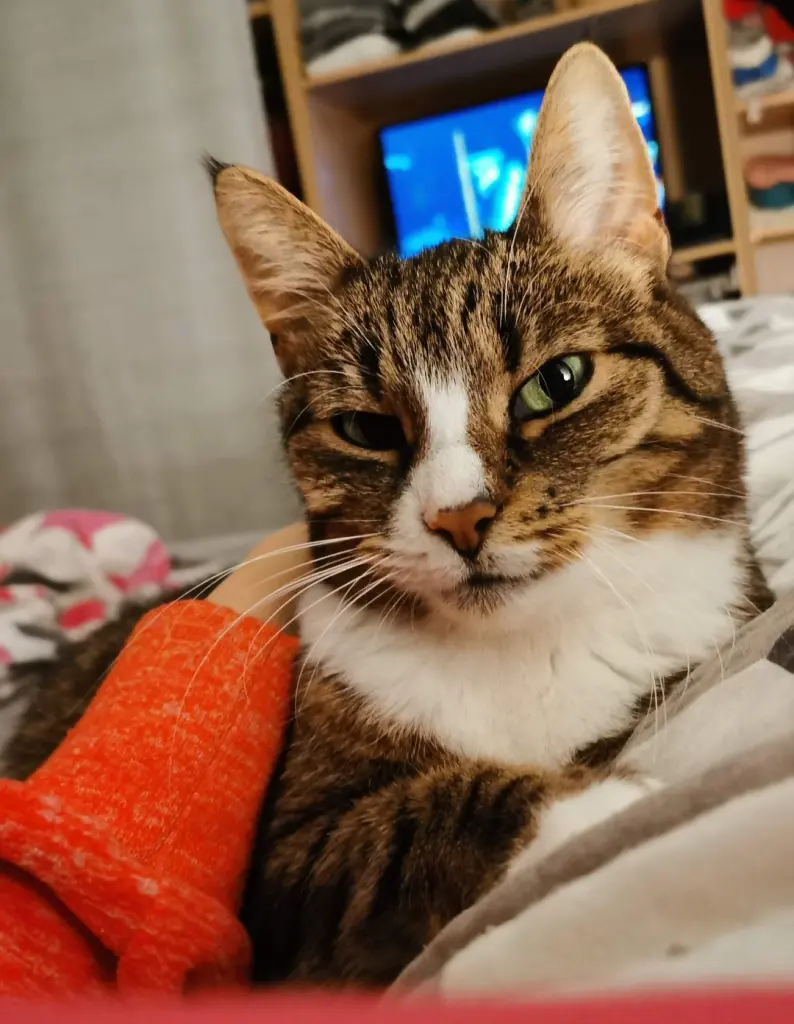 Bild von Lilly
