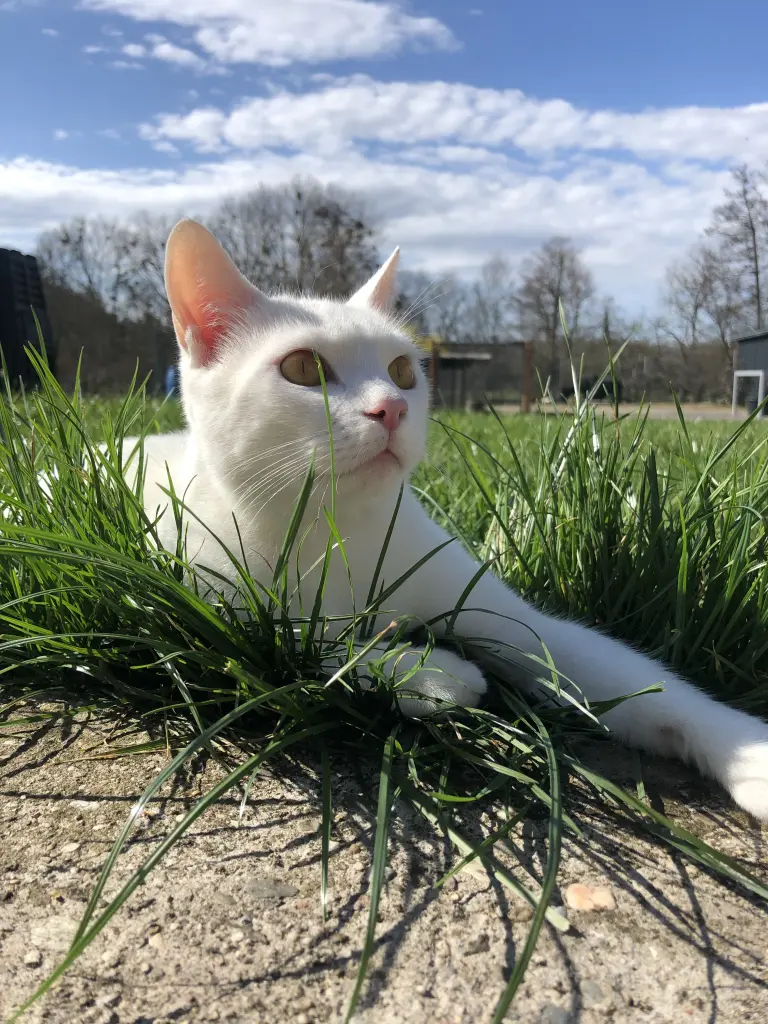 Bild von Benji